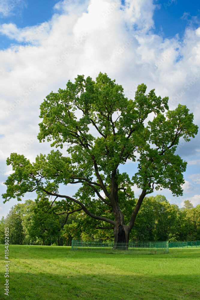 An old oak tree in the park. Vertically. Summer. Cloudy sky. An old oak tree in the park. Vertically. Summer. Cloudy sky.