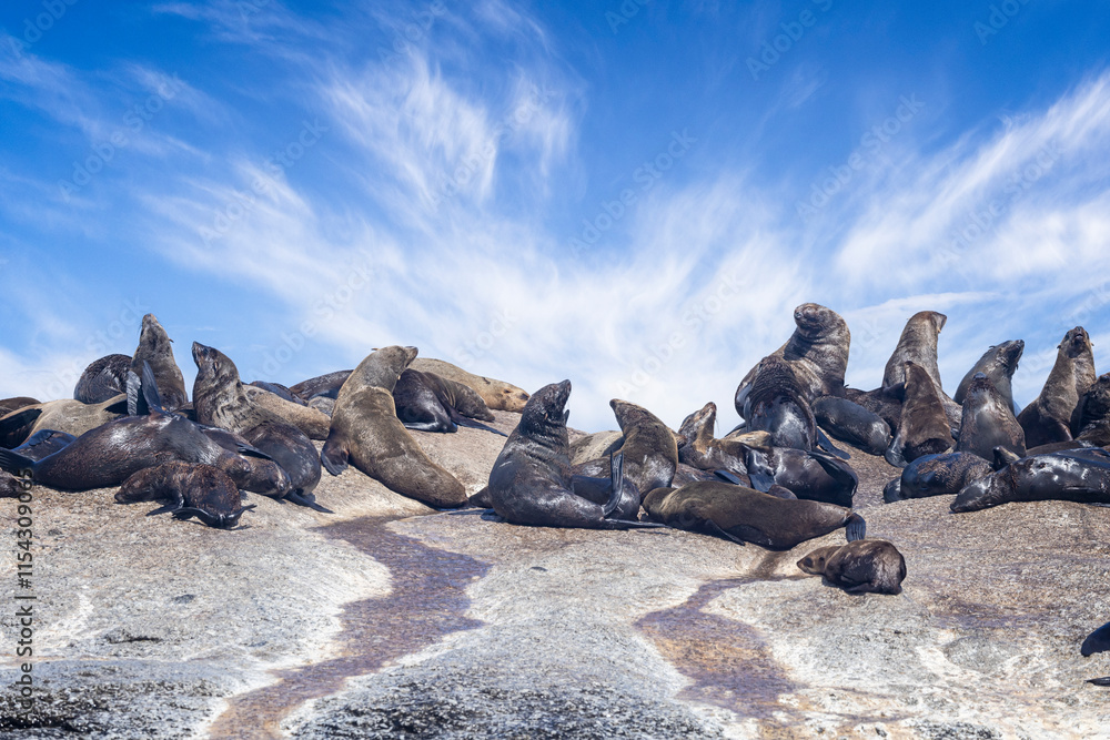 Obraz premium Close up of group of Cape Fur Seals on rocks of seal Island off Hout Bay, near Cape Town, South Africa,