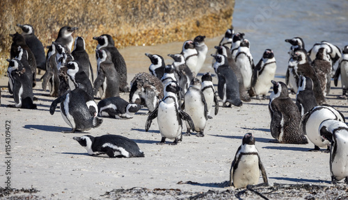 Group of South African penguins coming ashore  at Boulders Beach near Cape Town, South Africa photo