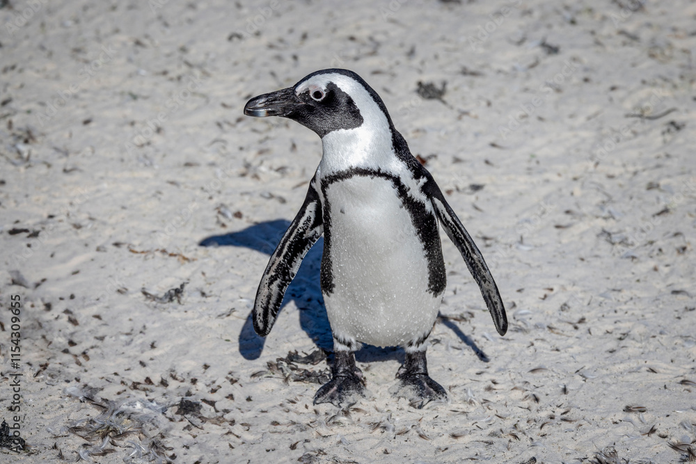 Fototapeta premium Close up of a South African penguin standing on the beach at Boulders Beach near Cape Town, South Africa