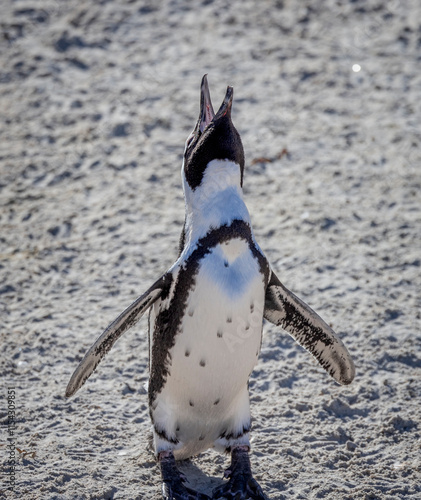 Close up of a South African penguin with beak wide open and head in the air at Boulders Beach near Cape Town, South Africa photo