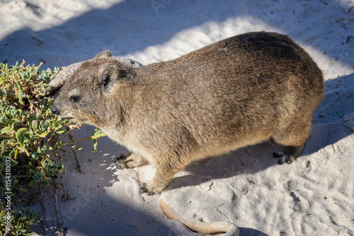 Close up of a South African Rock Hyrax feeding on vegitation at Boulders Beach near Cape Town, South Africa