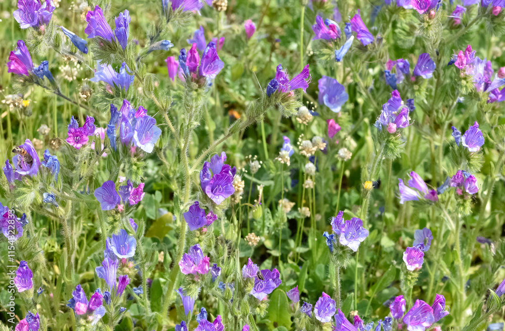 peaceful flowers and natural environment in nature peaceful flowers and natural environment in nature