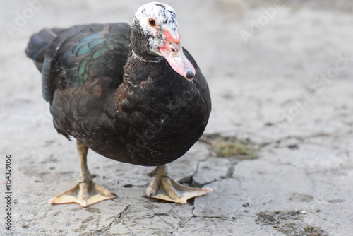 The Muscovy duck (Cairina moschata) is a species of duck in the Muscovy family photo