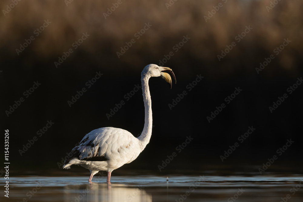Fototapeta premium The greater flamingo (Phoenicopterus roseus) is the largest species of the flamingo family, cleaning feathers.