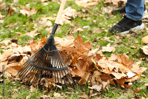 Man gathering fallen leaves with fan rake outdoors, closeup photo