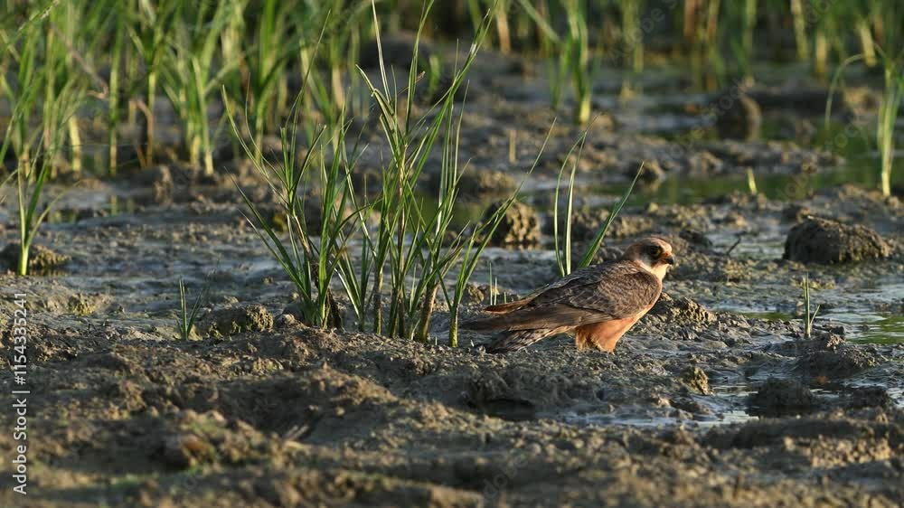 Red-footed Falcon Falco vespertinus perched on a riverbank observing surroundings and taking off. Slow motion. Red-footed Falcon Falco vespertinus perched on a riverbank observing surroundings and taking off. Slow motion.