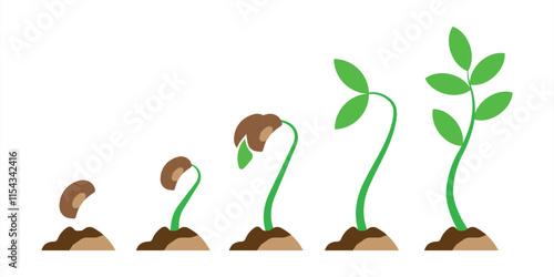 Phases plant growing. Vector illustration