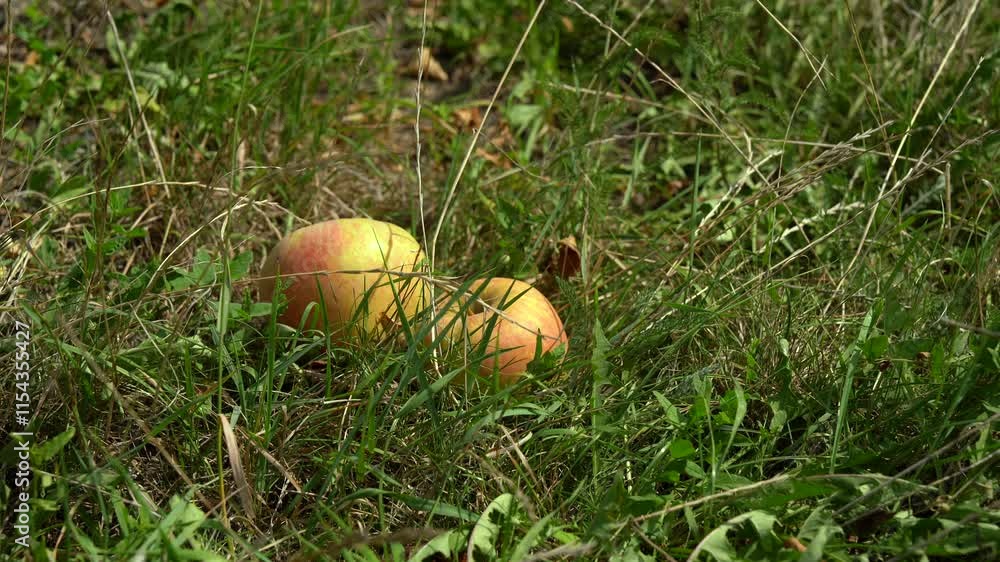 A serene scene of fallen apples nestled in vibrant green grass during fall, showcasing nature's bounty. A serene scene of fallen apples nestled in vibrant green grass during fall, showcasing nature's bounty.