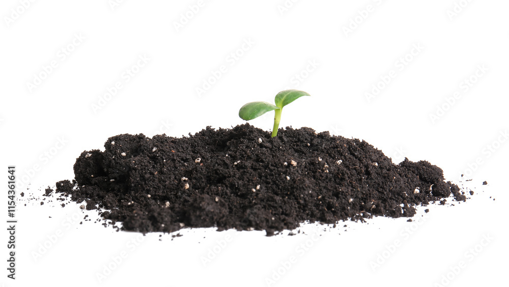 Green seedling in heap of soil on white background Green seedling in heap of soil on white background