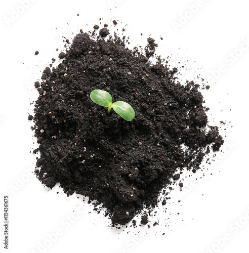 Green seedling in heap of s...