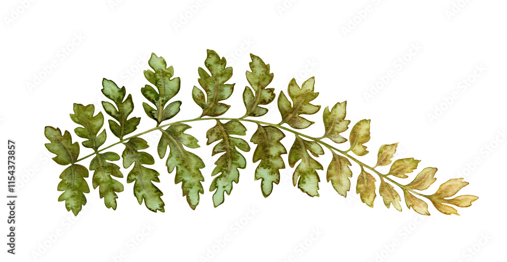 Obraz premium Wood fern leaf textured botanical illustration in earth tone. Hand drawn watercolor floral element of prehistoric plant. Perfect for the use of ecological material and sustainable designs.