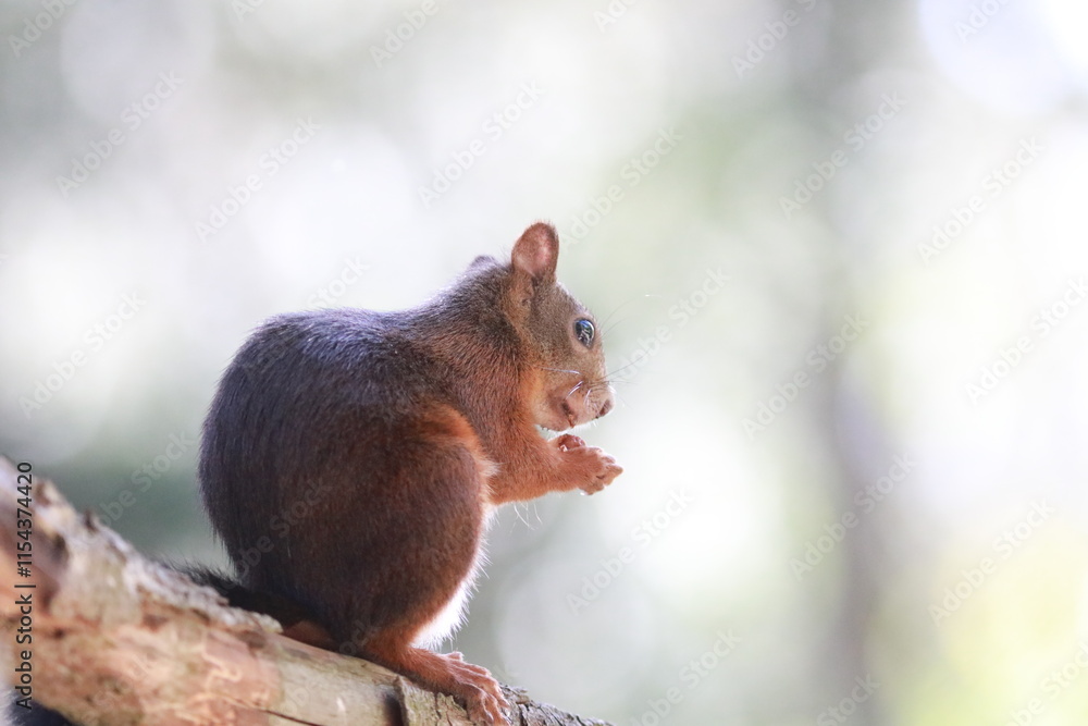 squirrel on a tree squirrel on a tree