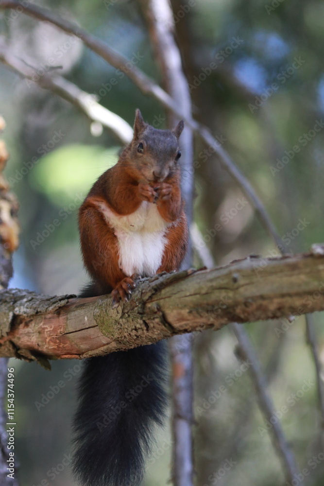 squirrel on a tree squirrel on a tree