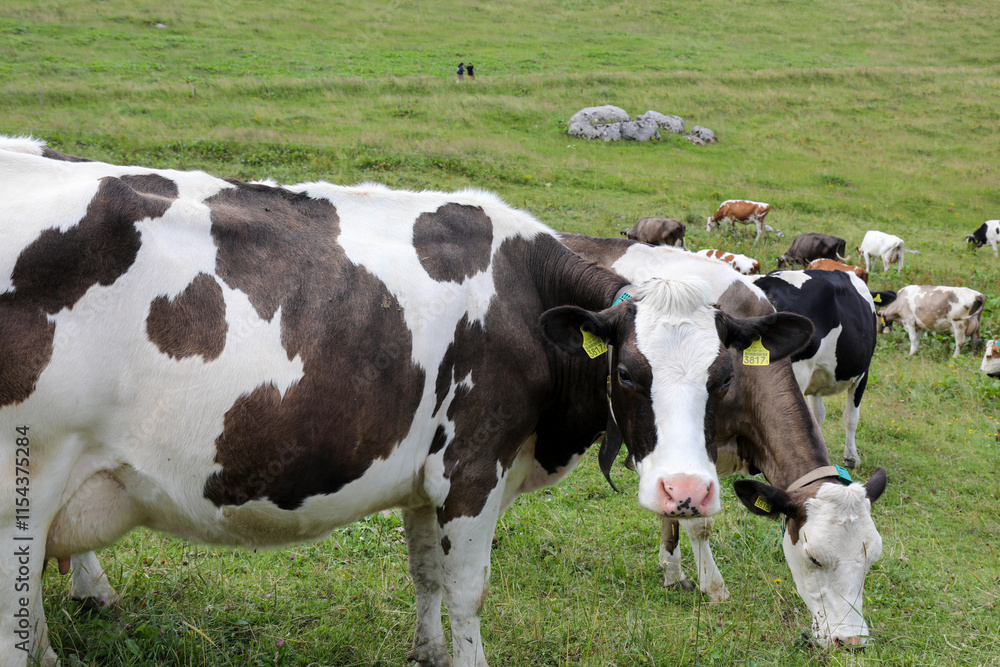 cows in a field cows in a field