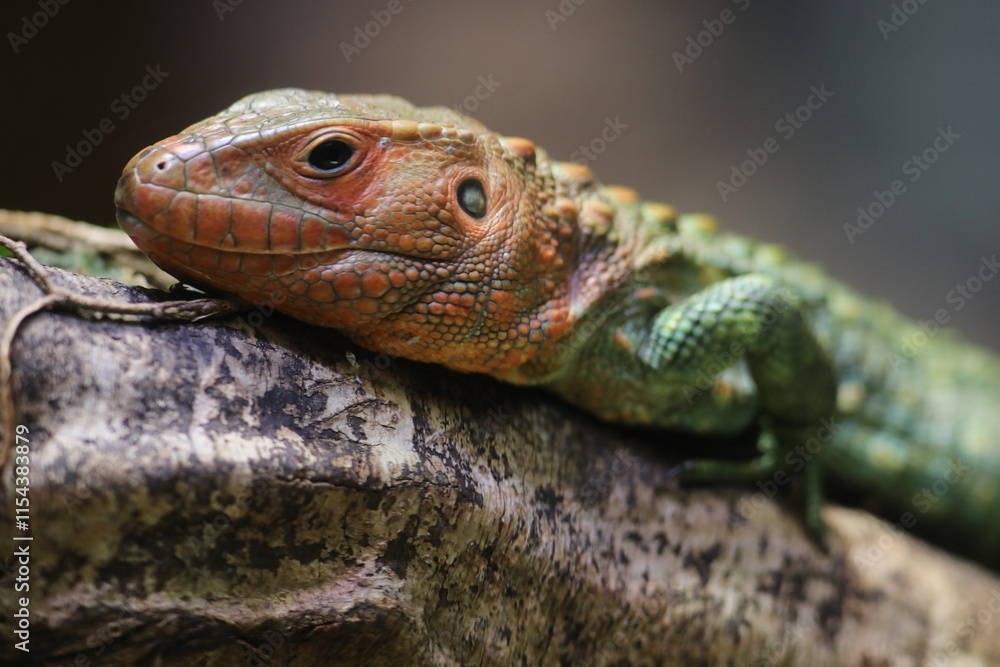 Fototapeta premium close up of a lizard