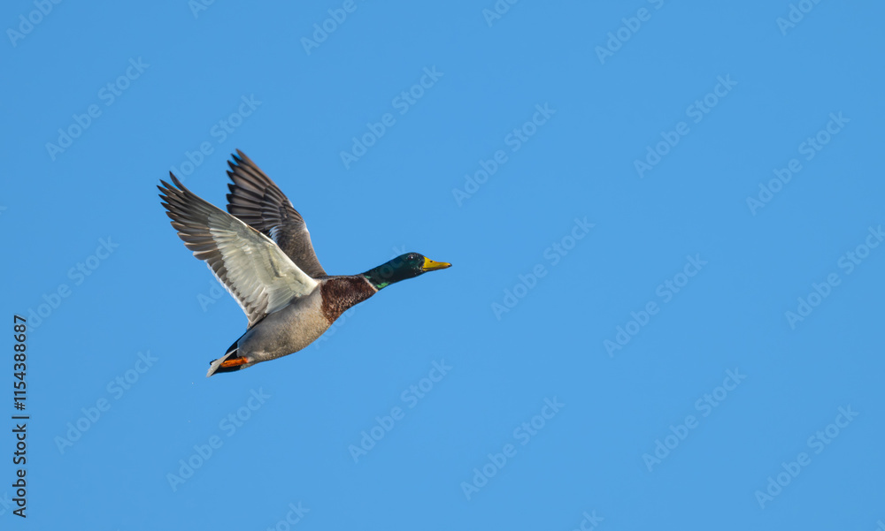 Fototapeta premium Mallard duck, mallard drake, in flight.