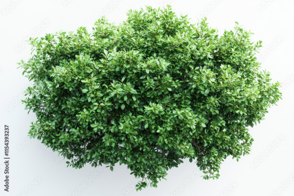Obraz premium Green plant against white background, vibrant leaves juxtaposed, creating a striking contrast.