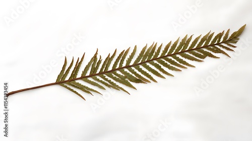 Single fern frond isolated on white background.  Detailed texture and rich brown-green tones. Perfect for nature, botanical, or design projects. photo