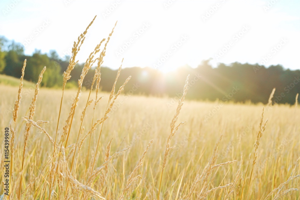 Fototapeta premium A sunlit field of tall grass, capturing a serene natural landscape.