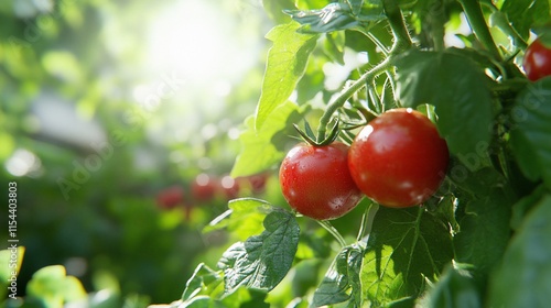 Ripe tomatoes growing on a vine in a sunlit greenhouse.