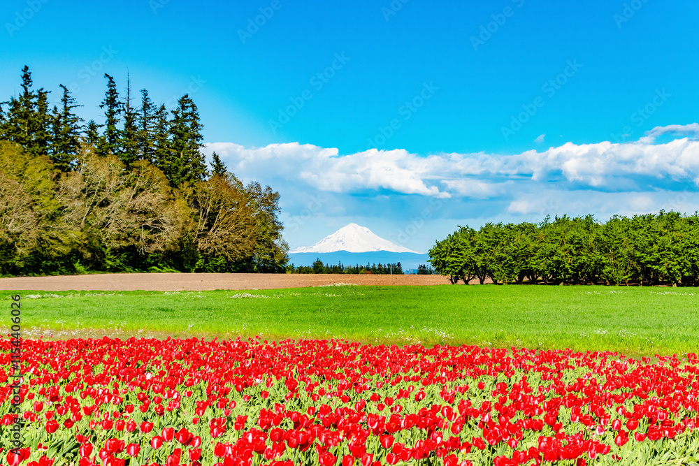 Red Tulips Blooming in Front of Mt. Hood in Oregon Red Tulips Blooming in Front of Mt. Hood in Oregon