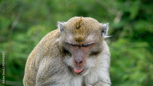 Macaca fascicularis (kera ekor panjang, monyet ekor panjang, long-tailed macaque, crab-eating monkey, cynomolgus macaque) on the tree photo