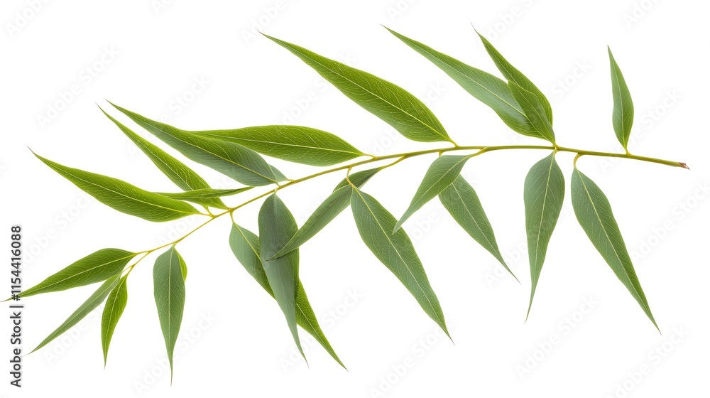 Obraz premium A sprig of vibrant green leaves, isolated on a white background. Perfect for nature, health, and wellness themes.