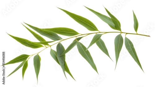 A sprig of vibrant green leaves, isolated on a white background. Perfect for nature, health, and wellness themes.