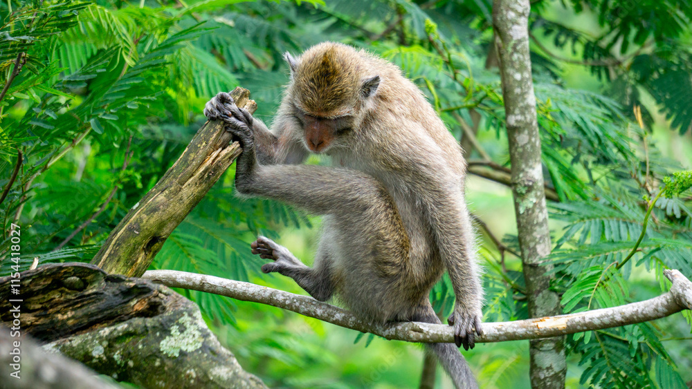 Macaca fascicularis (kera ekor panjang, monyet ekor panjang, long-tailed macaque, crab-eating monkey, cynomolgus macaque) on the tree Macaca fascicularis (kera ekor panjang, monyet ekor panjang, long-tailed macaque, crab-eating monkey, cynomolgus macaque) on the tree