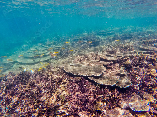 Underwater Coral Reef Scene With School Of Yellow Finned Fish 0021