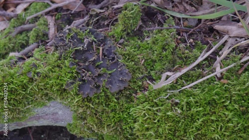 A moss covered log is on the ground. The moss is green and covers the log. The log is surrounded by dirt and leaves