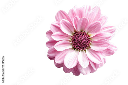 Delicate Pink Flower Petals on a Black Background, a Transparent Object Study