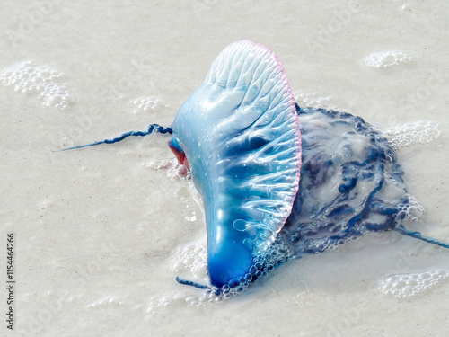 A Close-up Focus Stacked Image of a Portuguese Man of War Washed Up on a White Sand Florida Beach photo