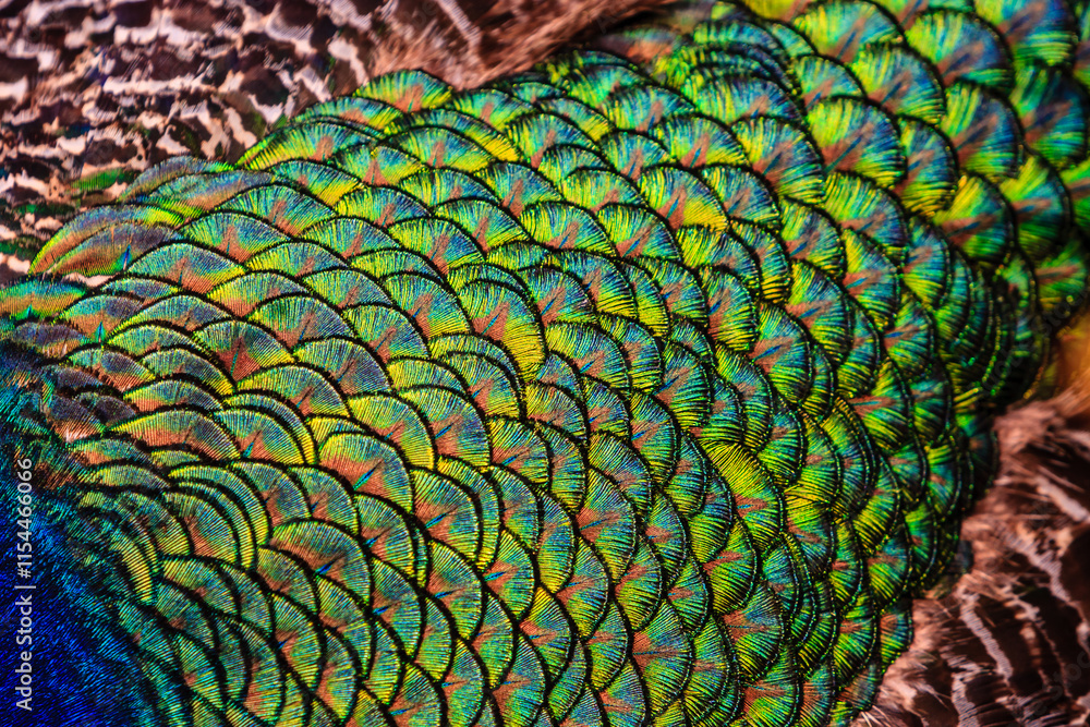 Obraz premium The feathers of a peacock are shown in full color, with a vibrant green hue