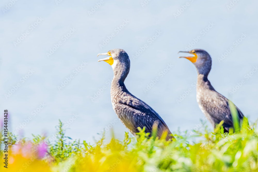 Naklejka premium ミミヒメウ