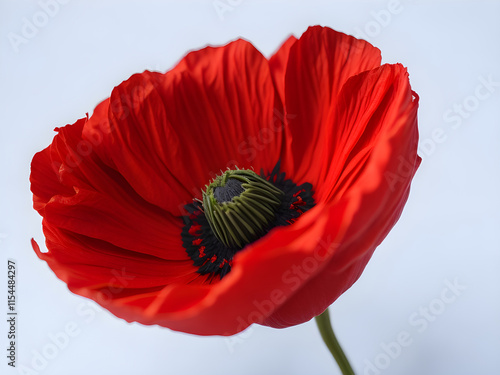 Stunning Close-Up of a Vibrant Red Poppy Flower