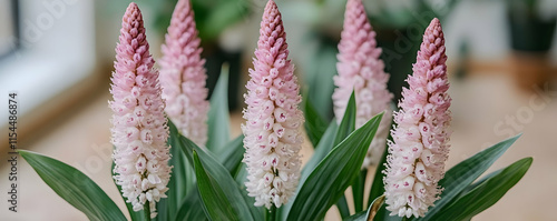 Pink Flower Illustration photo