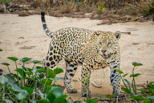 Photography Jaguar hunting along a sandy river edge