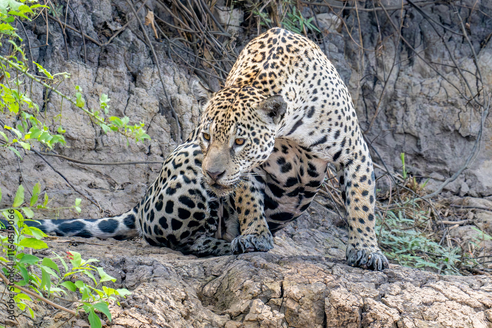 Jaguar turning to look behind itslef Jaguar turning to look behind itslef