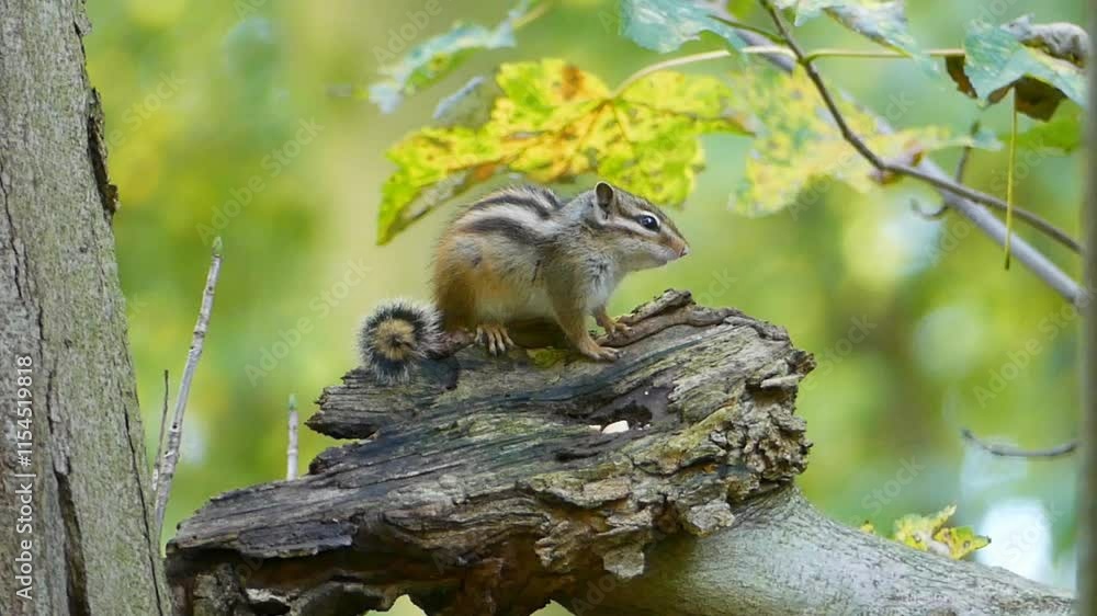Chipmunk on a tree Chipmunk on a tree