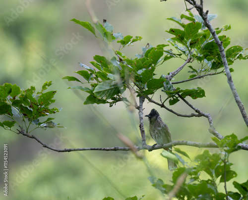 The beautiful Red vented bulbul perched on a branch amidst lush green foliage. It perches with a tree with lot of leaves and the background is soft and blurred.  photo