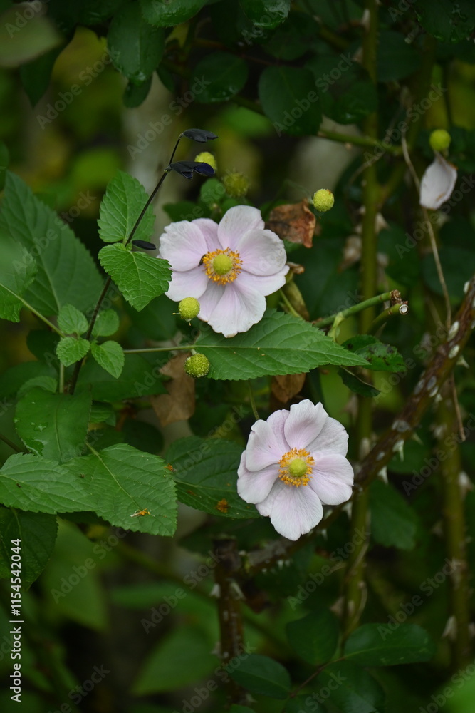 Naklejka premium Japanese anemone (Anemone hupehensis) flowers. Ranunculaceae perennial plants. White or reddish purple flowers bloom in autumn.
