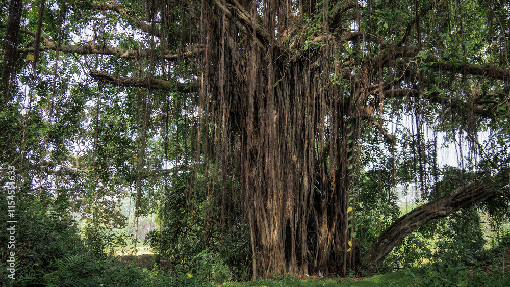 Naklejka premium Tropical forest in Sri Lanka, Asia