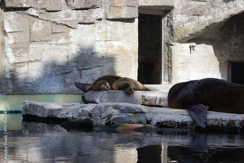 Playful sea lions resting by water photo