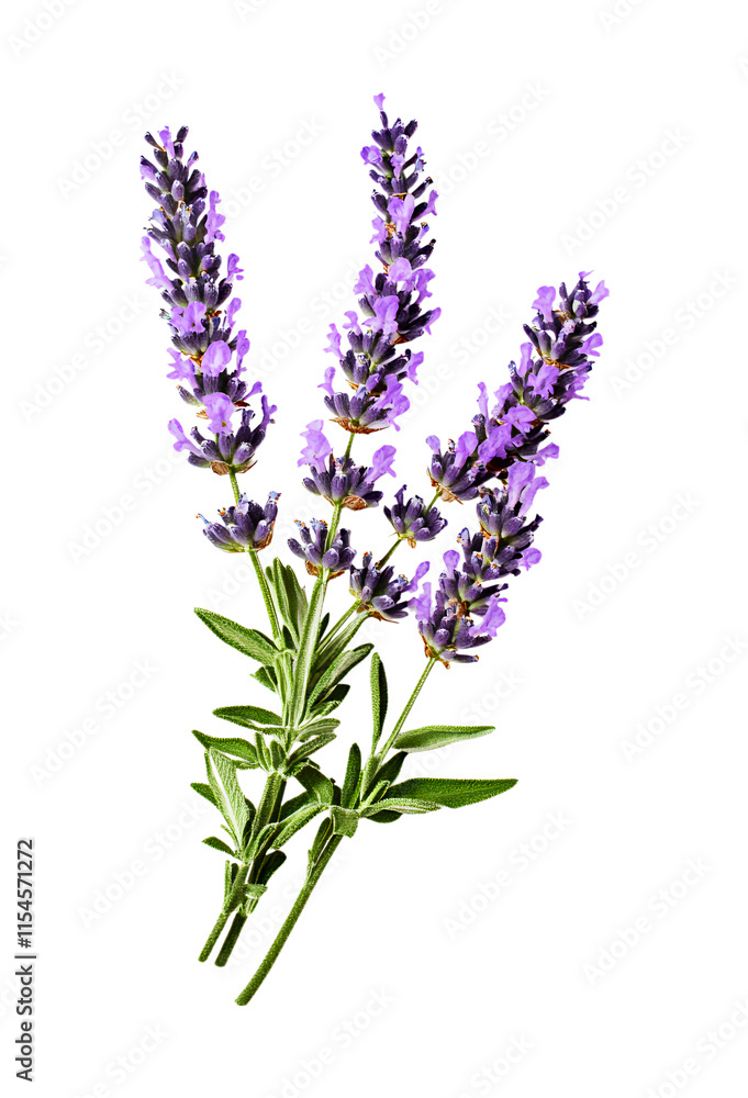 A Close-Up View of Fresh Lavender Flowers with Green Stems and Leaves, Isolated on Transparent and White Background A Close-Up View of Fresh Lavender Flowers with Green Stems and Leaves, Isolated on Transparent and White Background
