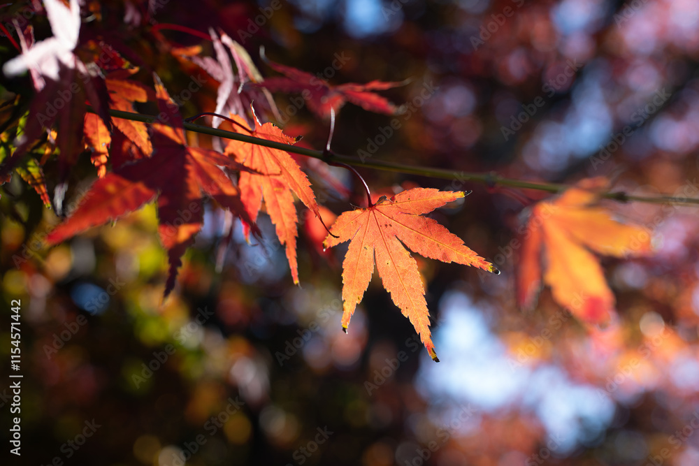 日光に照らされた紅葉