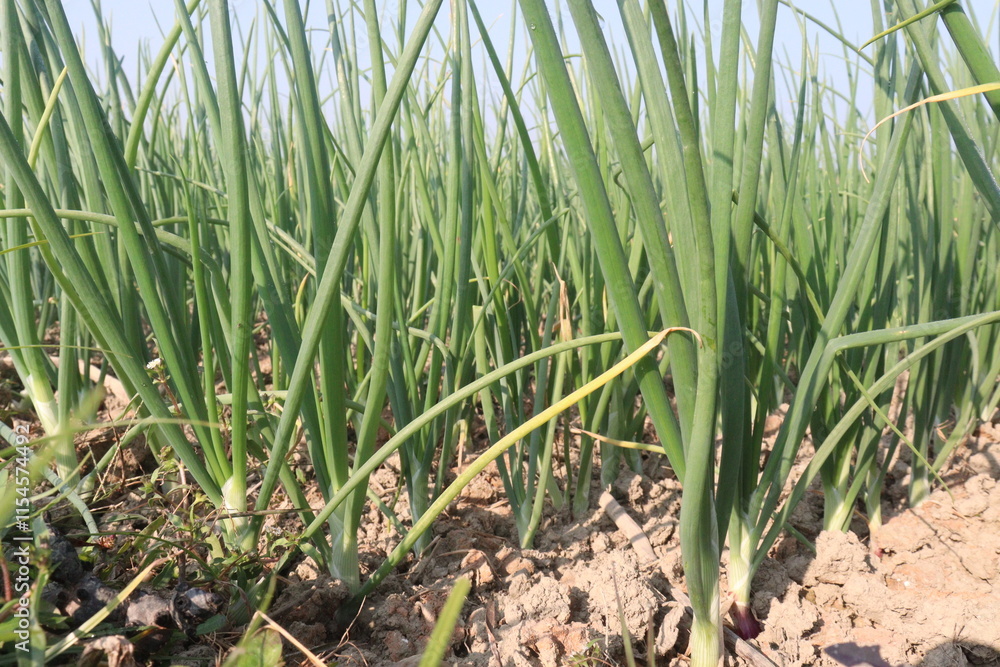 onion plant on farm for harvest onion plant on farm for harvest