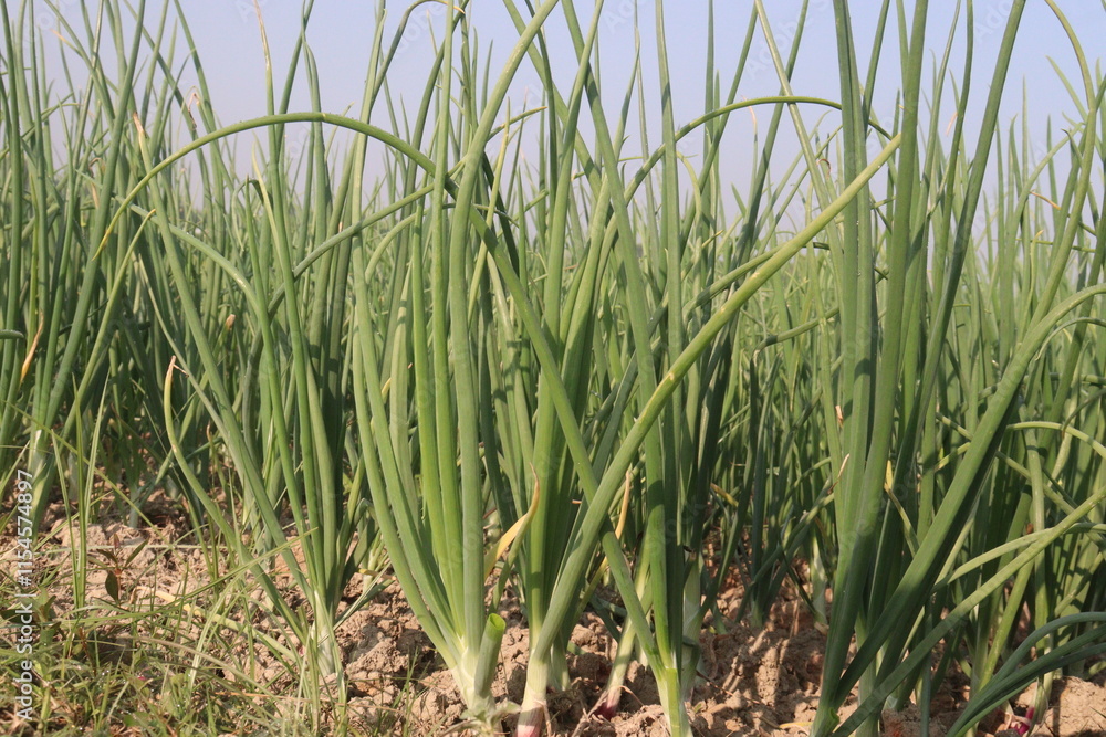 Fototapeta premium onion plant on farm for harvest