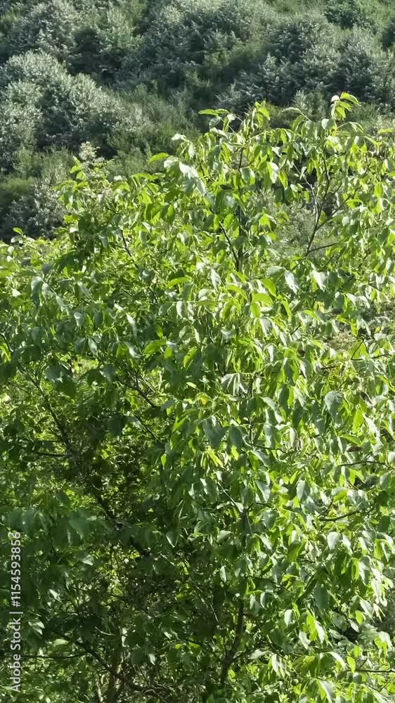 Green leaves in forest Green leaves in forest